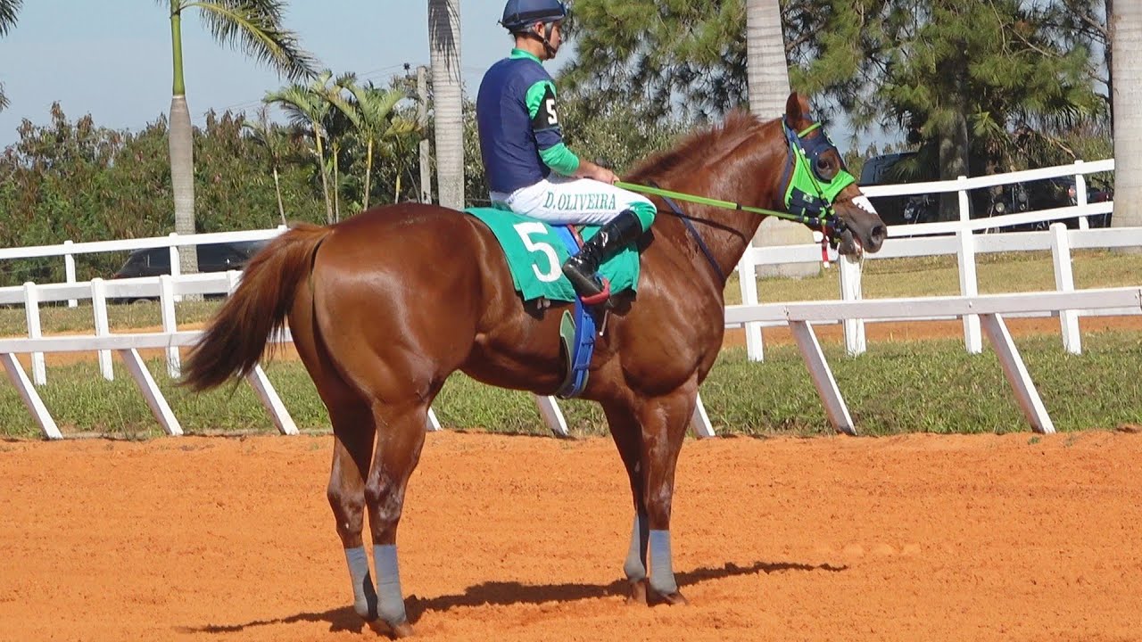 FANTASTIC FEATURE - Rei da Velocidade - O atual melhor cavalo Quarto de Milha do Brasil!