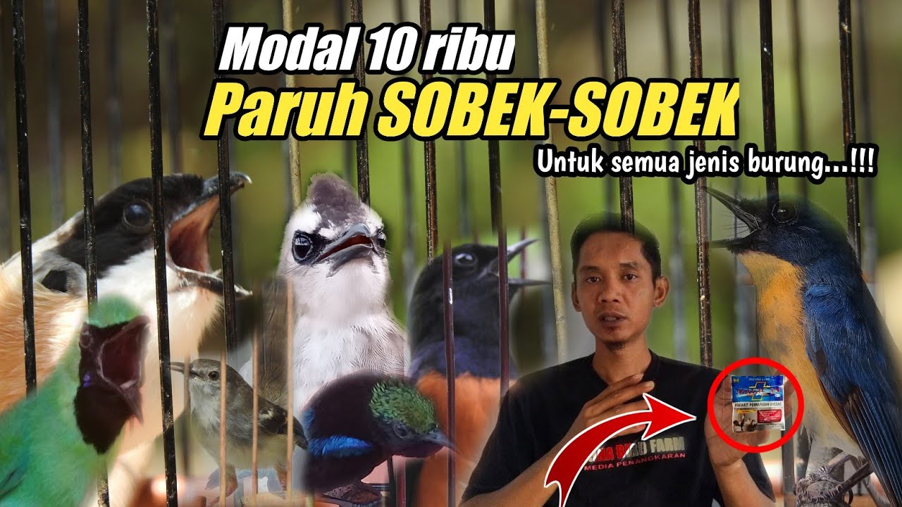 Modal 10 ribu BURUNG jadi GACOR SUARA MENGKRISTAL||Untuk semua jenis burung