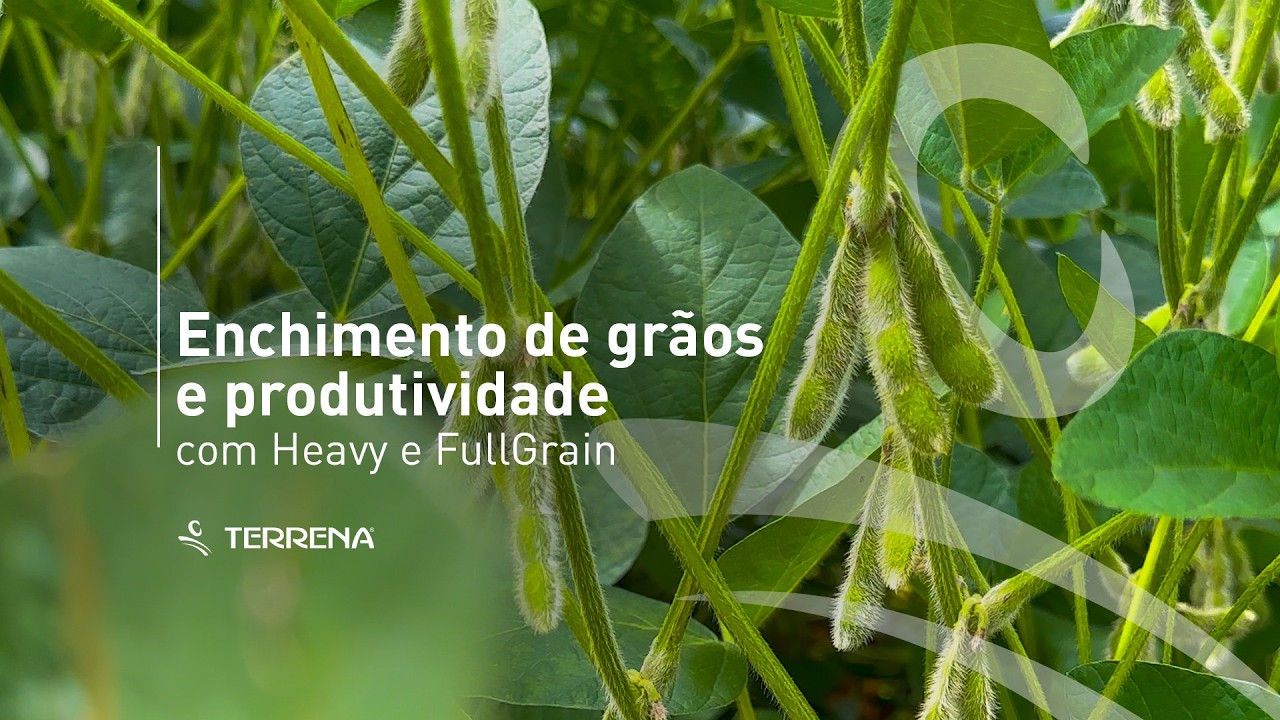 Enchimento de Grãos e Produtividade com Heavy e Fullgrain
