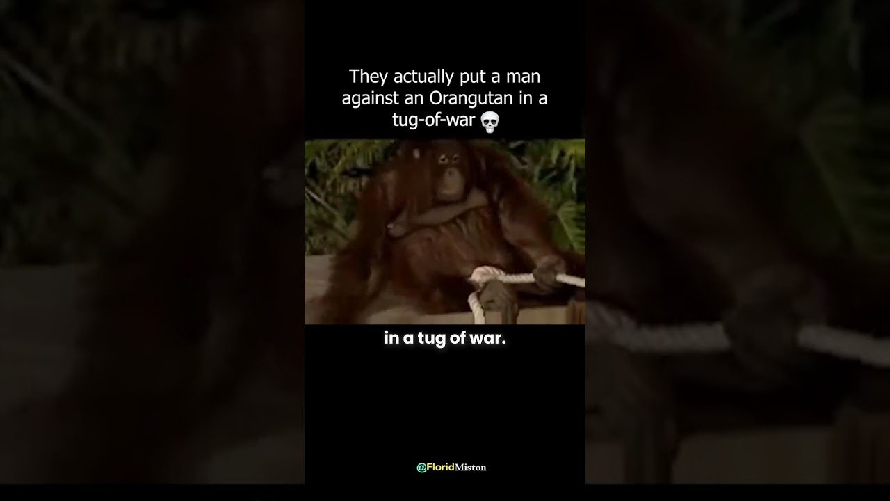 Man vs Orangutan in a Tug-of-War 😯