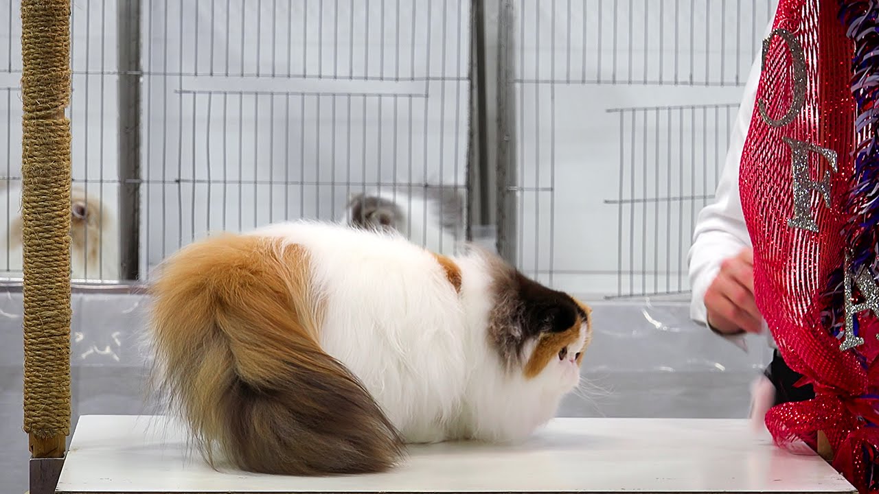 Persian kitten class judging, Set 3, Red Show, CFA International 2015