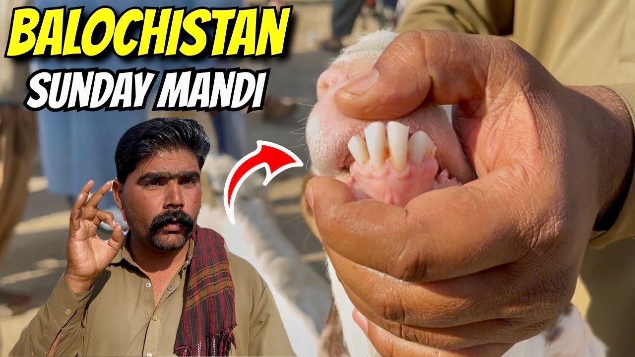 😱💥 Rates Sun Kar Hosh Urr Gaye! 🐐 Hub Chowki Bakra & Cow Mandi | Today Latest Update