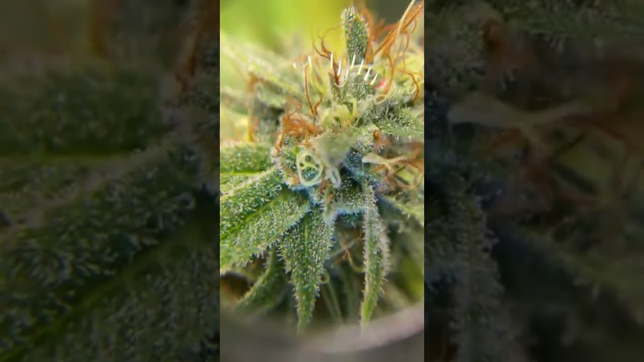 Close up view of the colas with my T&bull;H&bull;See loupe I just got.