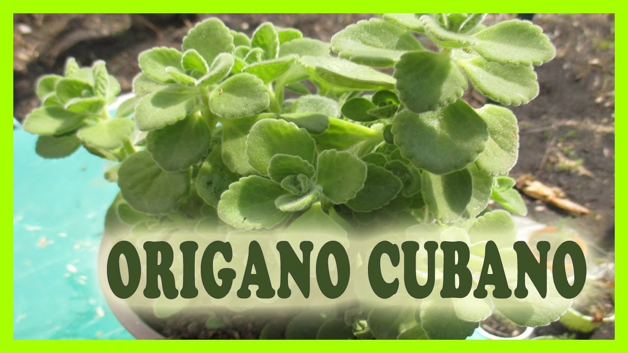 UNA STRAORDINARIA ERBA AROMATICA - L' ORIGANO CUBANO O MESSICANO