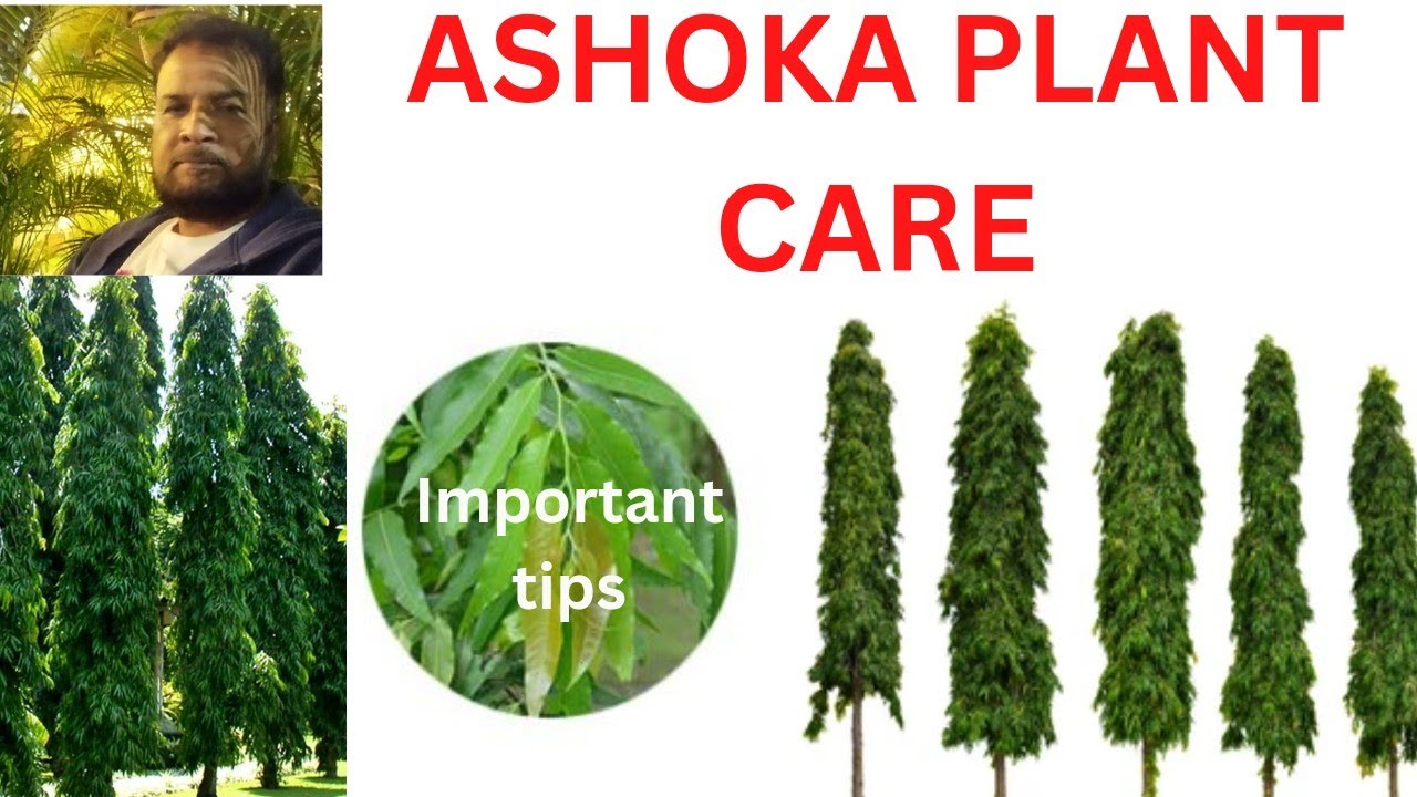 HOW TO TAKE CARE ASHOKA PLANT AND HOW TO TRIM IT.