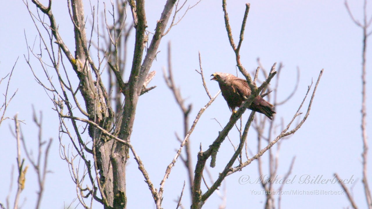 Black Kite (Milvus migrans) / Schwarzmilan bzw. Schwarzer Milan