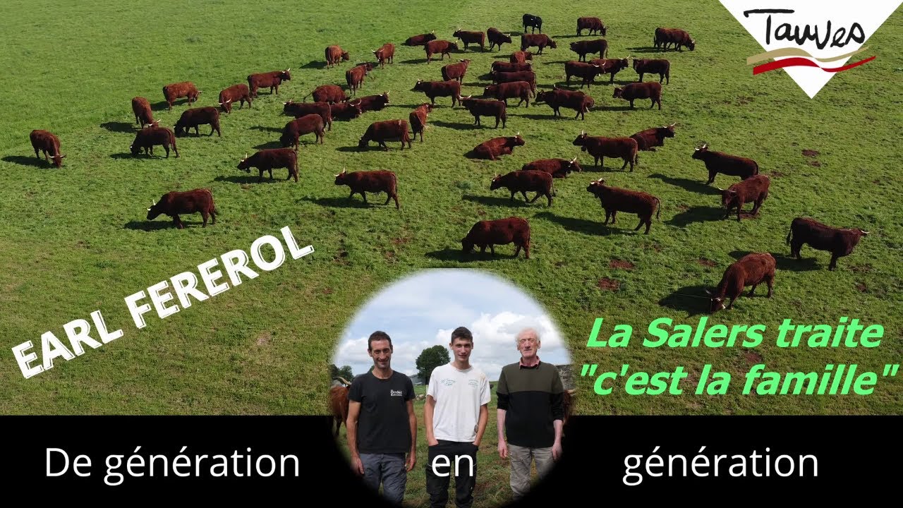 EARL FEREROL Arnaud, élevage salers Traite aux Croûtes à Tauves (63).