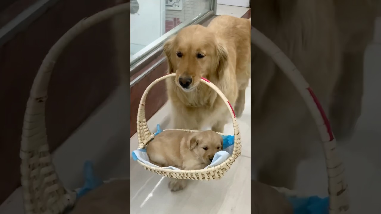 Here’s why you need a Golden retriever in your life 💛🐶