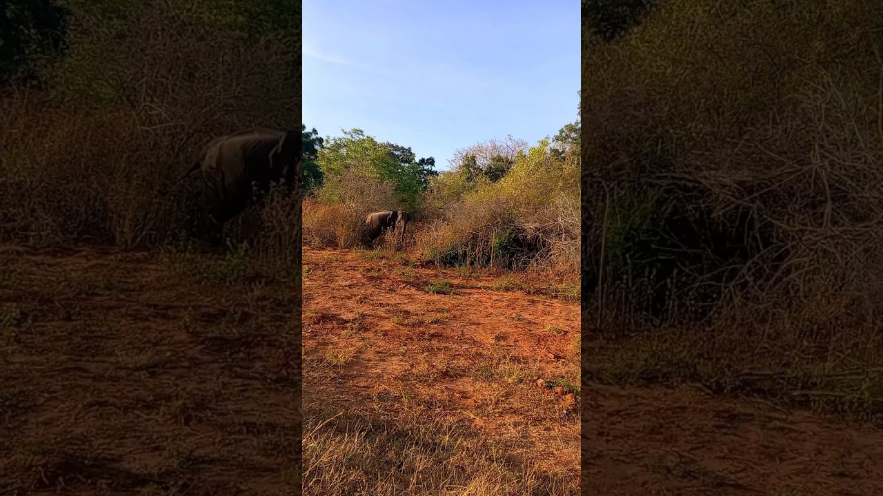 subscribe my channels #animals #srilanka #subscribetomychannel #viralvideo #trending
