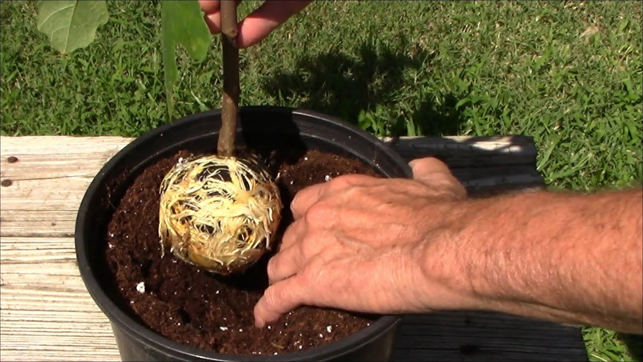 Make A Fig Cutting With A Huge Root Ball On The Plant - Air Layering