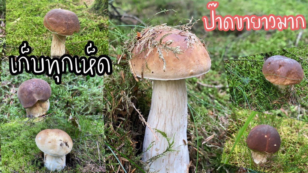 เก็บเห็ดรวม # เห็ดเผิ้งหวาน # เห็ดเผิ้งเกาลัด # ดอกอวบสวย.8/9/23.