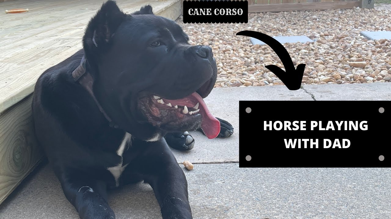 CANE CORSO HORSE PLAYING WITH DAD = LOVES SOME LOVING