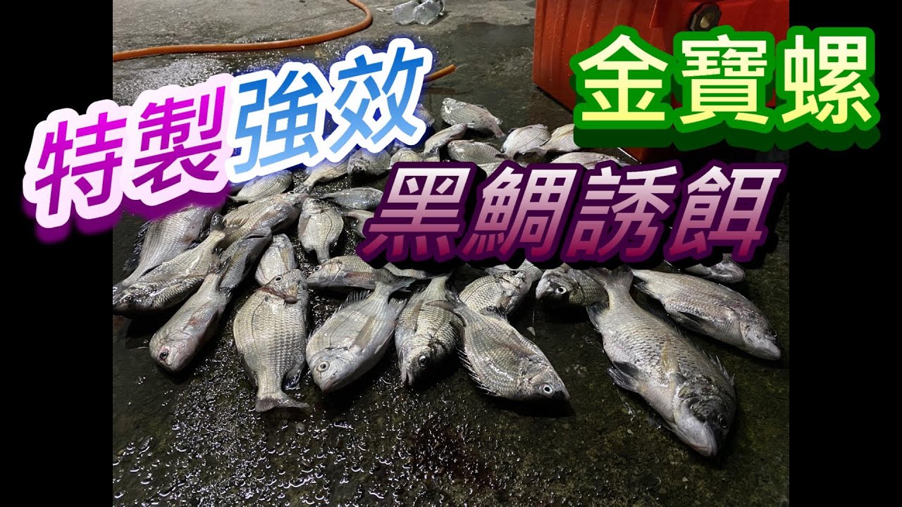 蚵棚 磯釣 黑鯛強效誘餌 特製金寶螺 氣味極強謹慎使用 fishing Bait