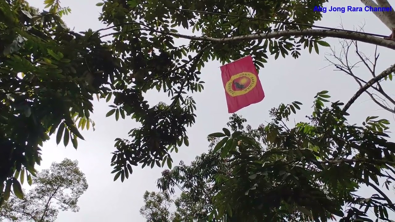 Panen dabai lagi...jangan sampia terlepas dan merindui dabai ya....