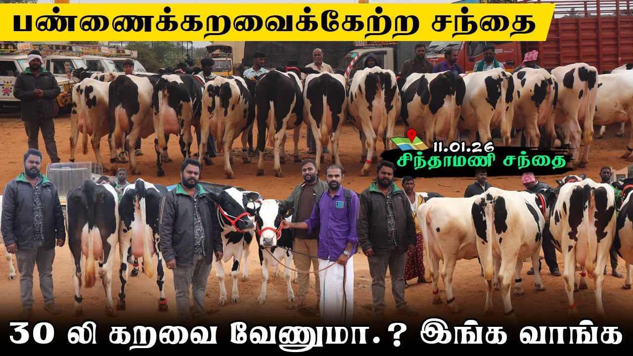 😱🔥30 லி கறவைக்கு இந்த சந்தை வாங்க|பண்ணைக்கு மாடு எடுக்கலாம்..!!#erodegowtham#koodal