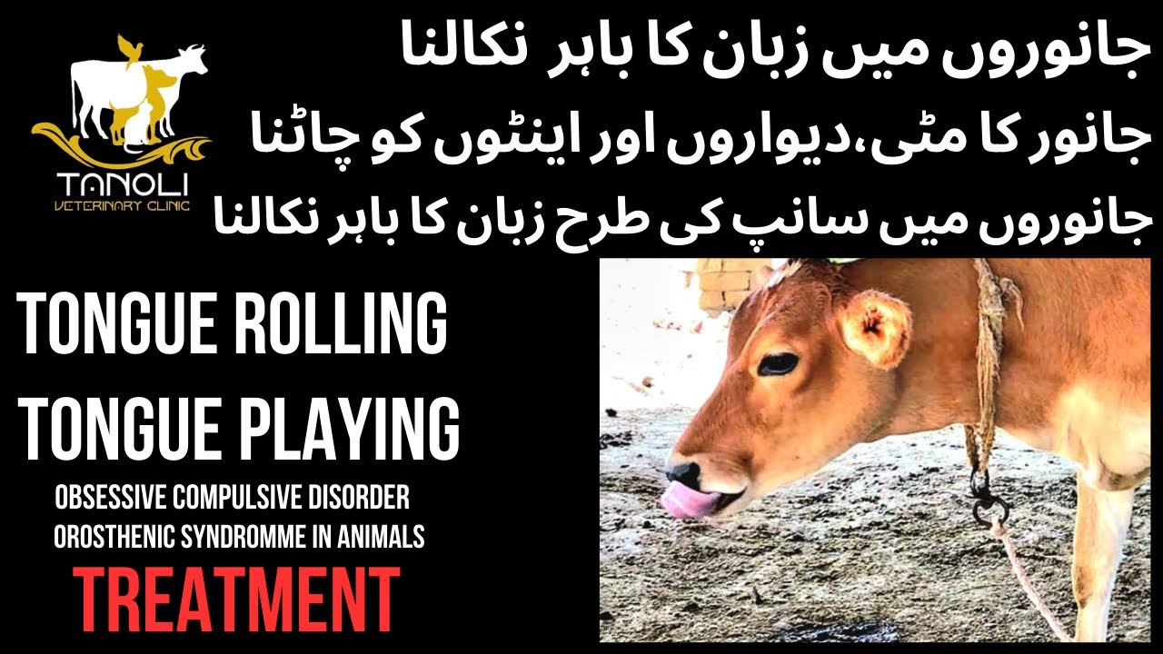 Treatment of Tongue Rolling in Animals|Tongue Play|Mineral Deficiency|Orosthenic Syndrome