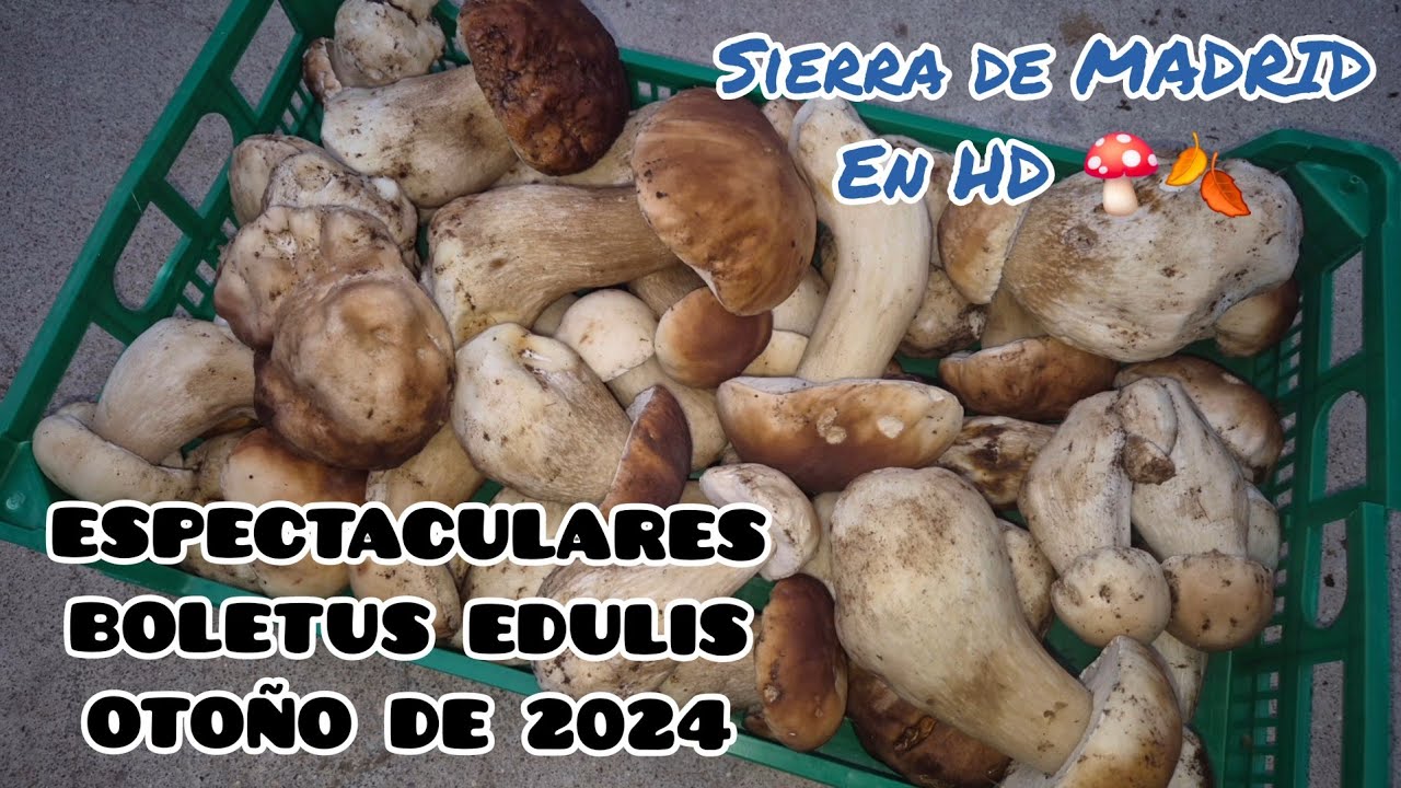 AHORA SÍ!! SIERRA DE GUADARRAMA 2024 🍄