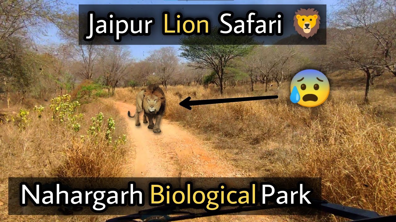 LION SAFARI JAIPUR | NAHARGRAH BIOLOGICAL PARK | नाहरगढ़ बायोलॉजिकल पार्क | Nahargarh Lion Safari
