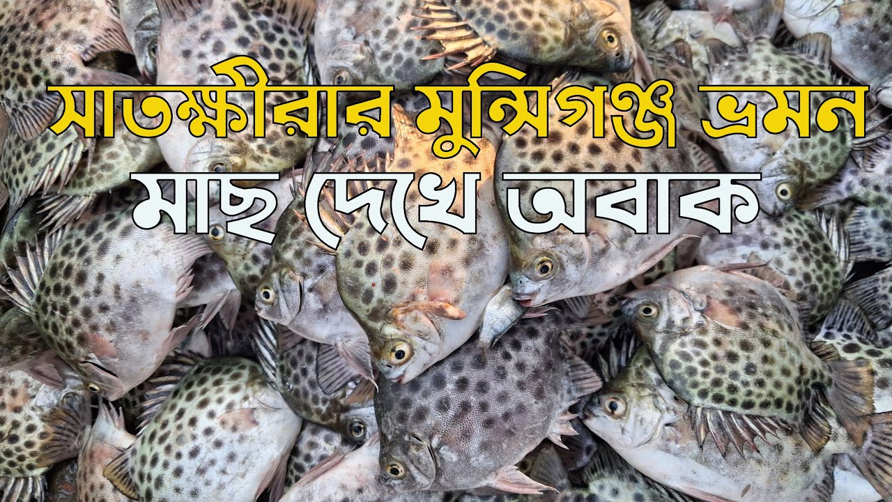 সাতক্ষীরার মুন্সিগঞ্জ ভ্রমন, মাছ দেখে অবাক