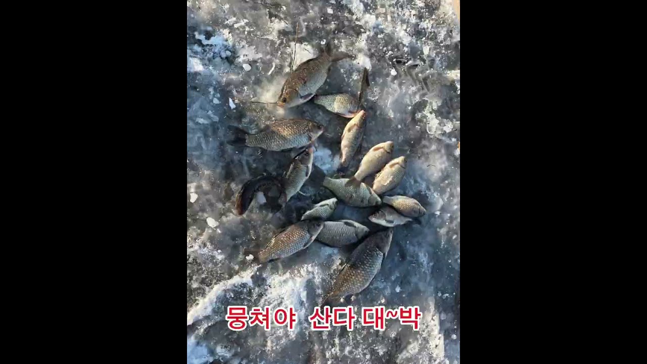#붕어 얼음낚시  눈이  얼음을 덮어도 붕어는 나온다