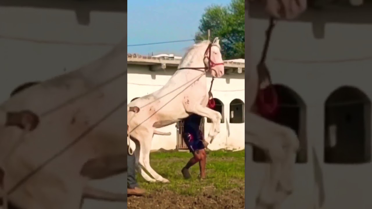 Stallion Mangal 68 #breeding #nukra #nukraghora  #horse #horselover #horsebreeding #kaam25 #shorts