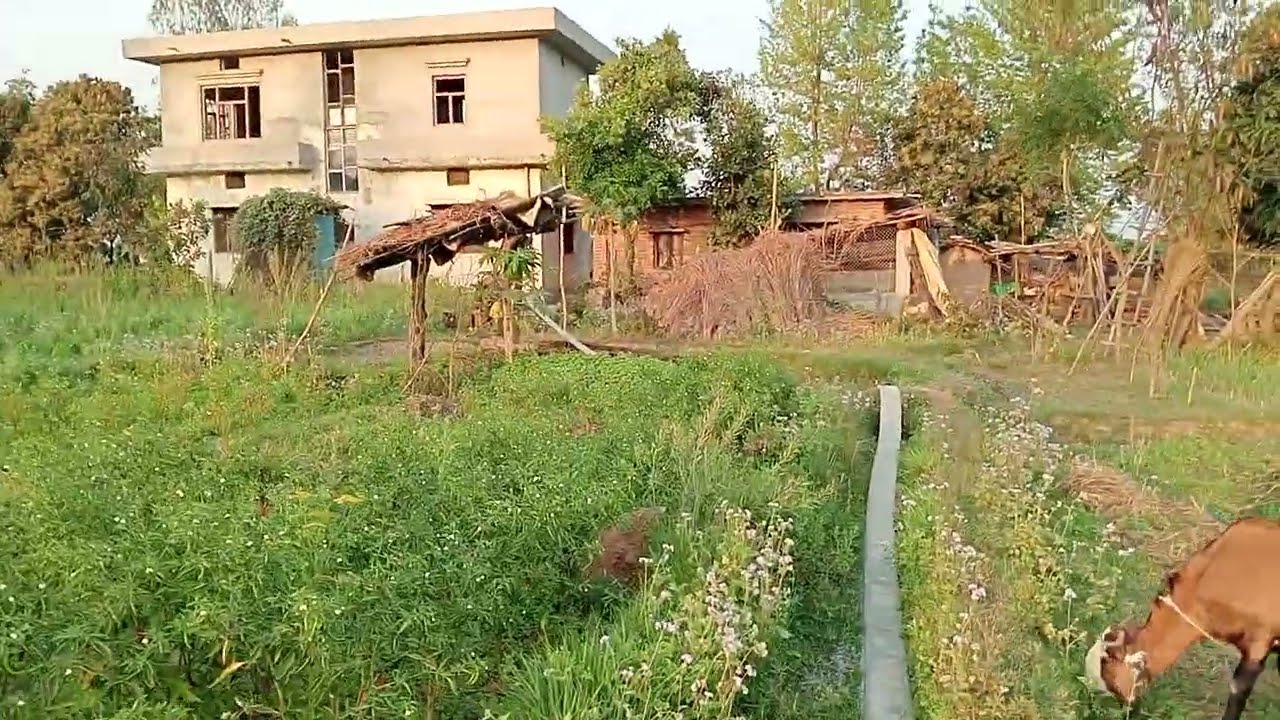 गाउँको वास्तविक जीवन 🌾 | Gaule Gauko Mini Vlog | Village Life Nepal #minivlog #ytshorts 