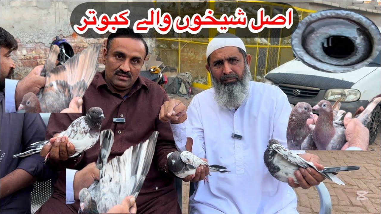 100%.Asal Shekhon Waly kabootar🕊🐦🐧