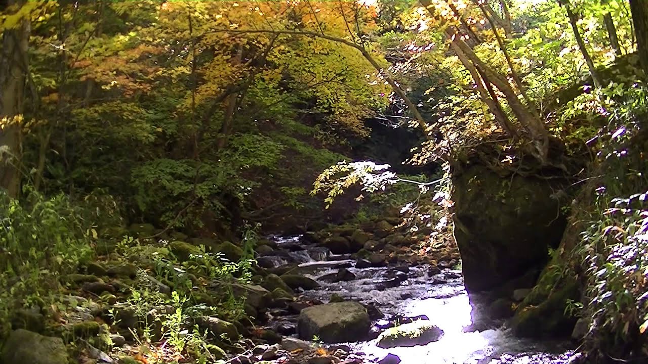 Everio GZ-EX215: Capturing the Beautiful Foliage of Japanese Autumn