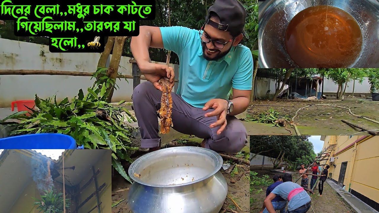 দিনের বেলা,,মধুর চাক কাটতে গিয়েছিলাম,,তারপর যা হলো,,🐝