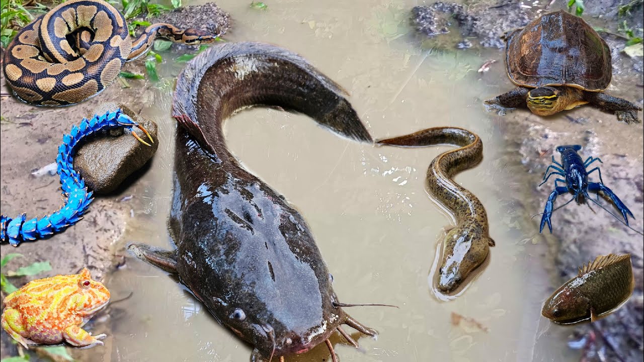 Amazing banget! Menangkap ikan lele besar dalam lubang, ikan gabus, ikan hias, belut, kura kura