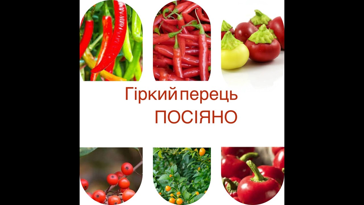 Перевірений роками спосіб посіву гіркого перцю #gardening #посівперцю #гіркийперець