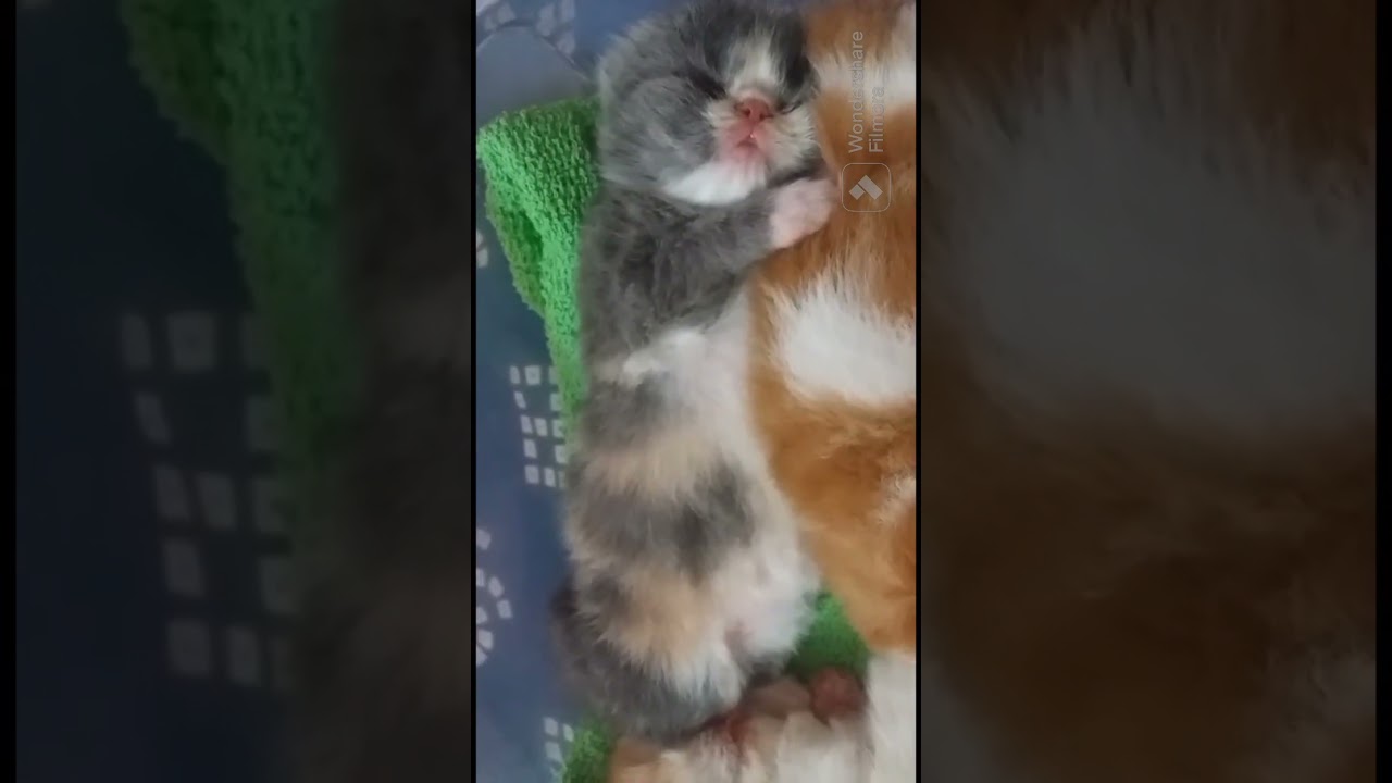 Persian Cat Monsoon Care: Groom regularly!
