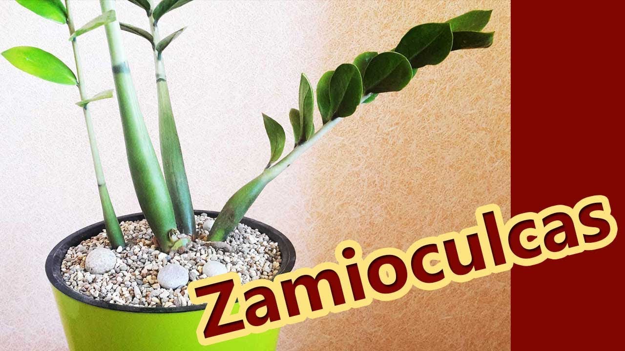 Долларовое дерево 🔴 Замиокулькас 🔴 Пересадка и уход за долларовым деревом
