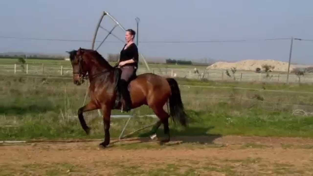 Christelle et Ocre entraînement de Dressage Artistique