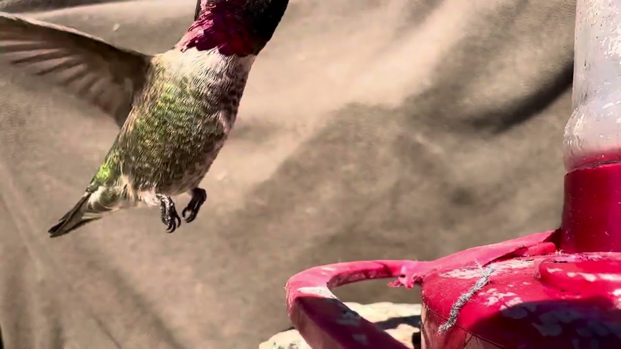 Male Anna&rsquo;s Hummingbirds Fighting