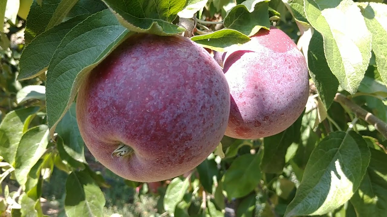 Яблуня Віл'ямс Прайд. Apple Williams Pride. Кращий сорт на кінець липня-початок серпня