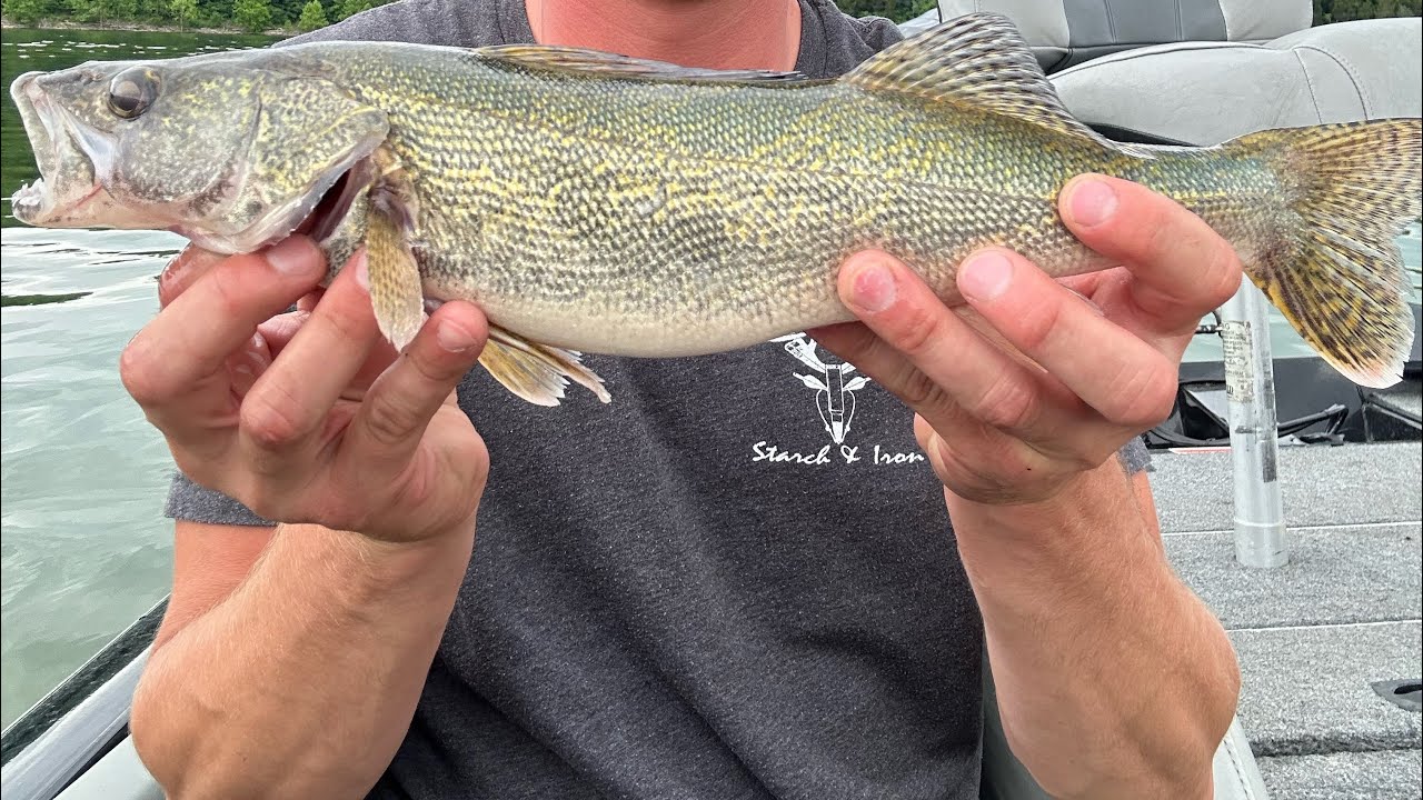 Trolling crank baits for saugeye