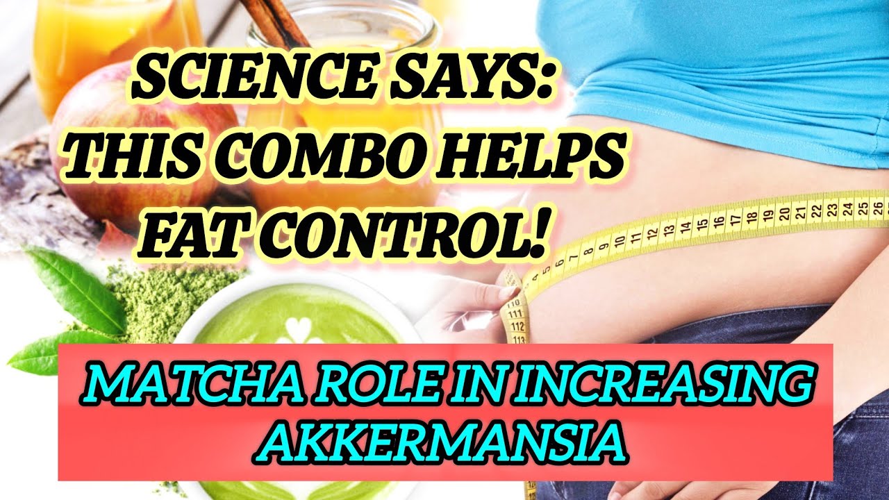 Matcha Green Tea কীভাবে বাড়ায় Gut Bacteria Akkermansia | Natural Weight Control scientific tips