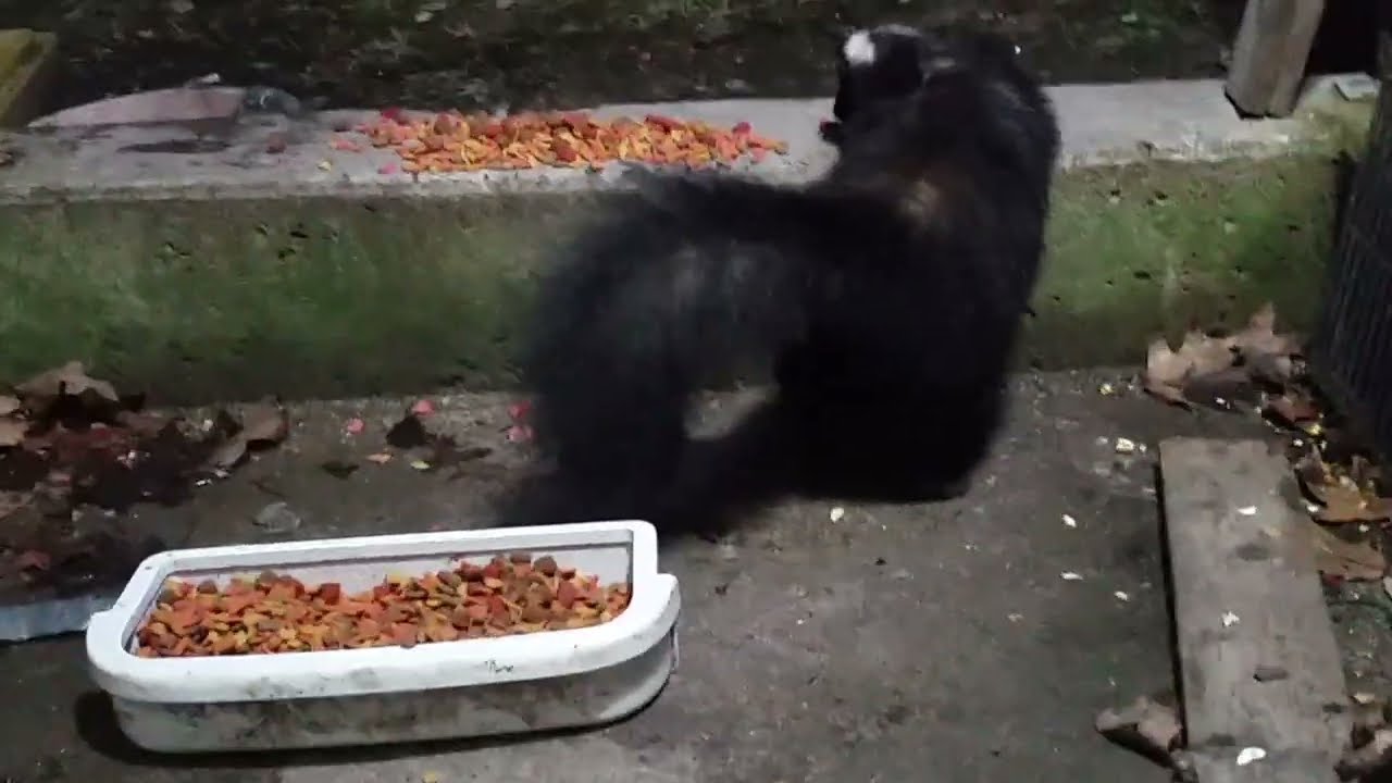 i sneak up on curly (harrys twin skunk brother) around 4 minits.. teddy ruxpin visits