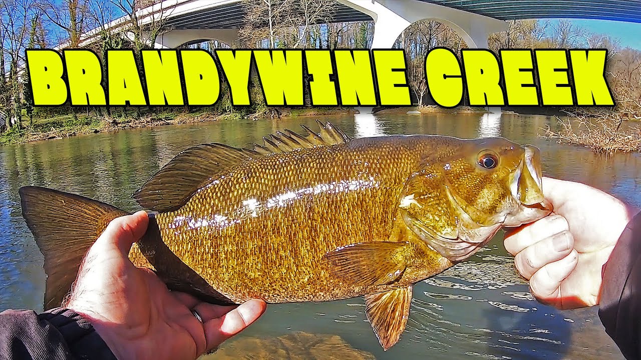 Brandywine Creek fishing. One and done...