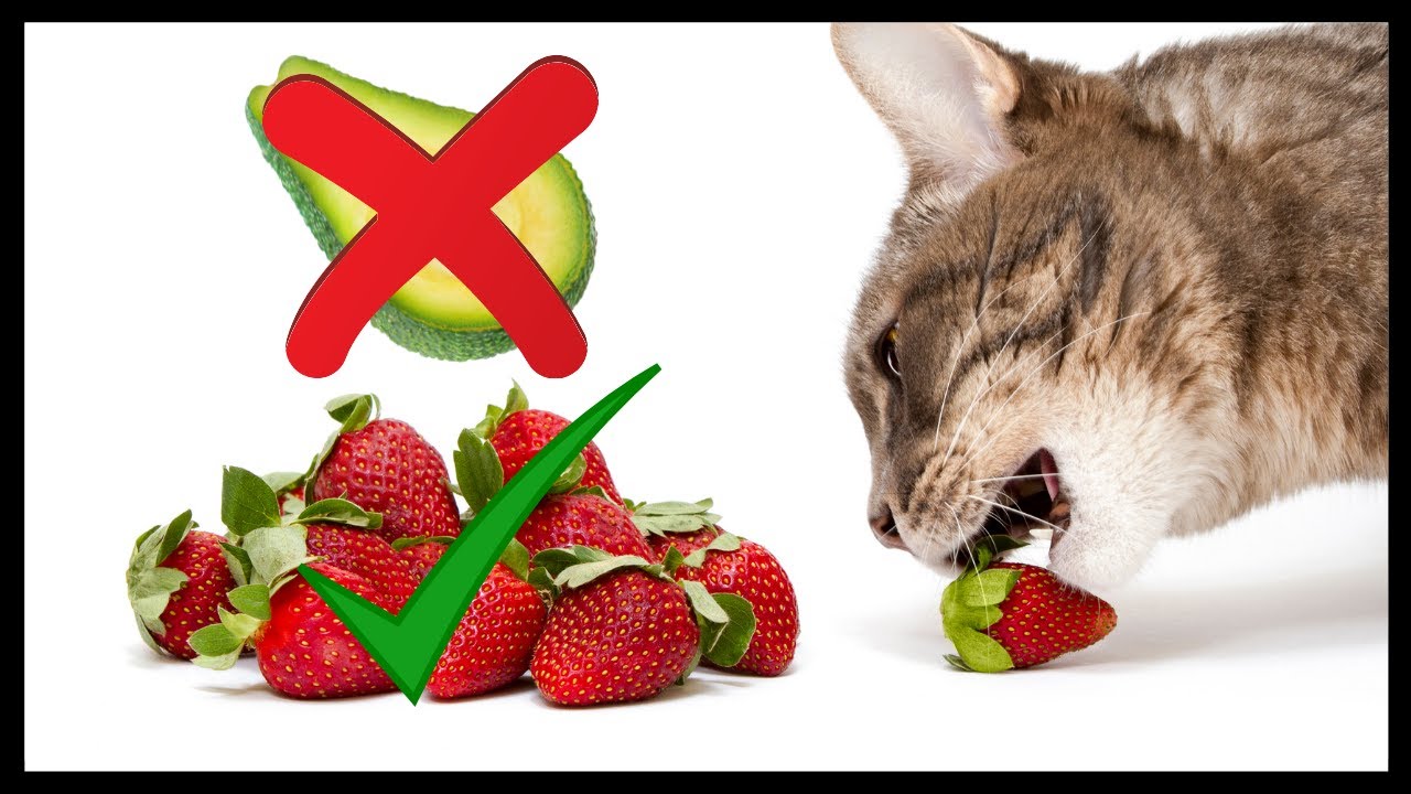 Les Chats peuvent ils Manger des Fruits 👉 Découvrez