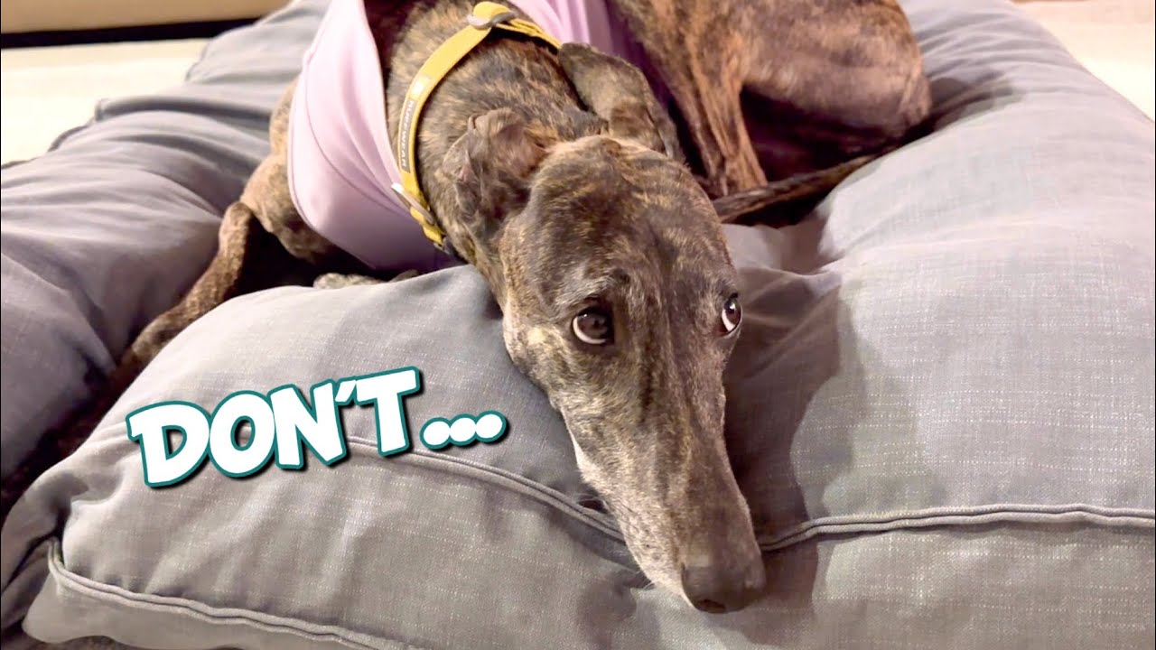 Our Greyhound's Adorable Protest Over Her Washed Bed!