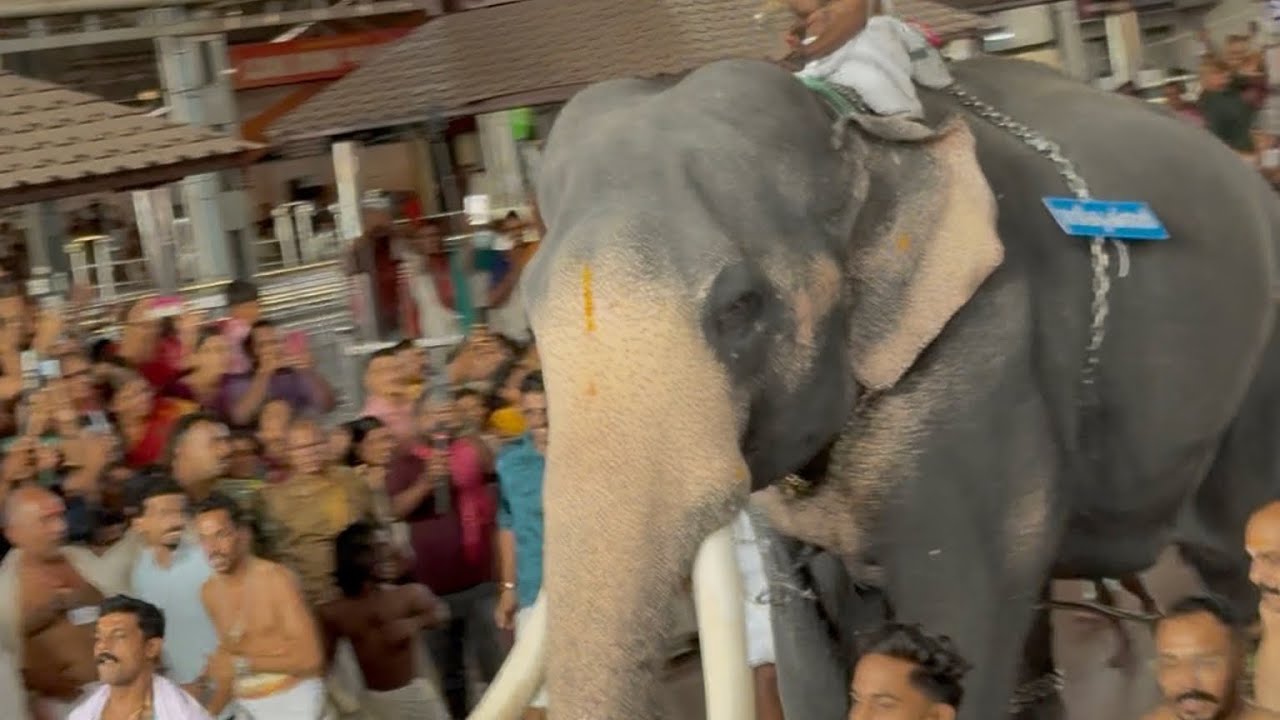  ഗുരുവായൂർ ആനയോട്ടം 🐘കണ്ണൻ്റ സാരഥി രവി🔥🐘കൃഷ്ണൻ