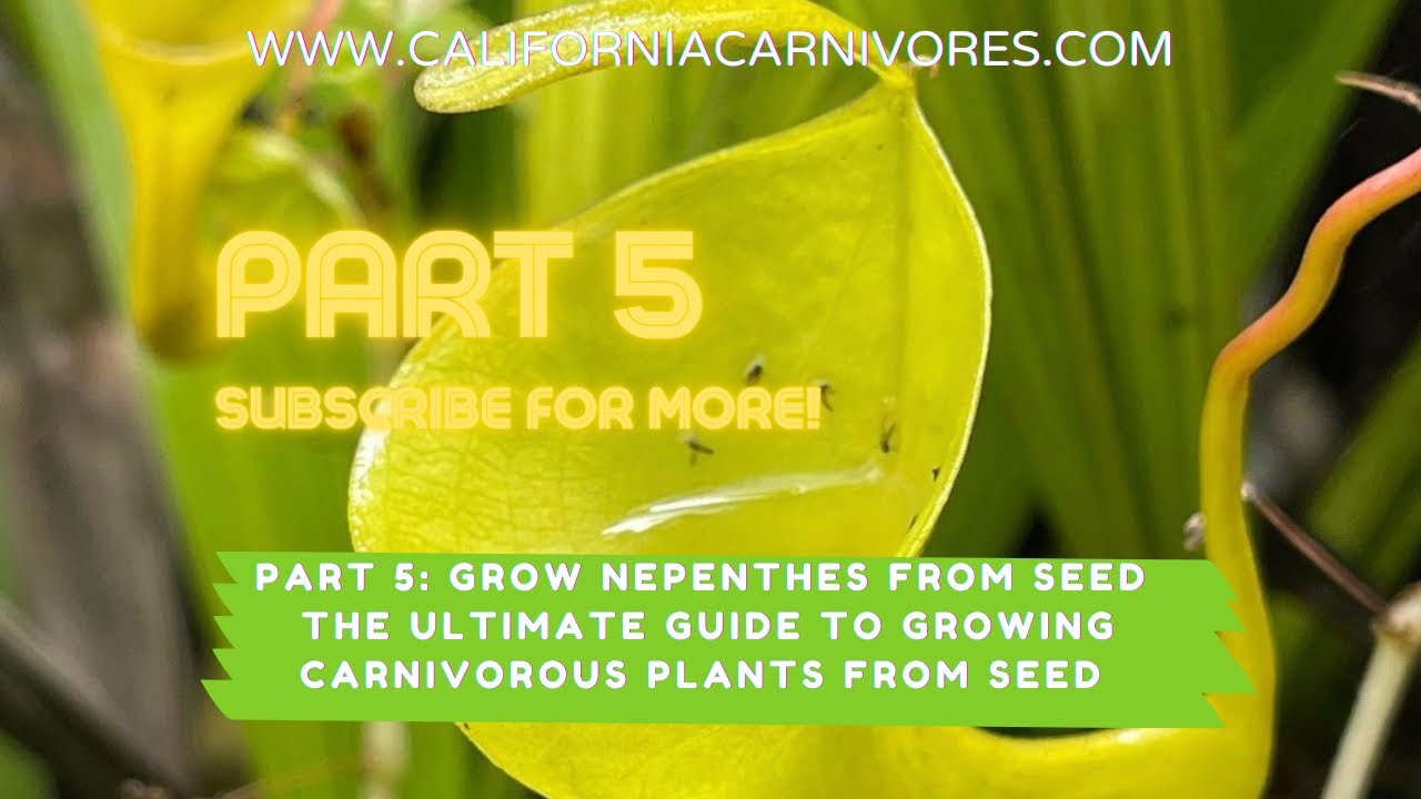 Ultimate Guide to Growing Nepenthes Pitcher Plants from Seed