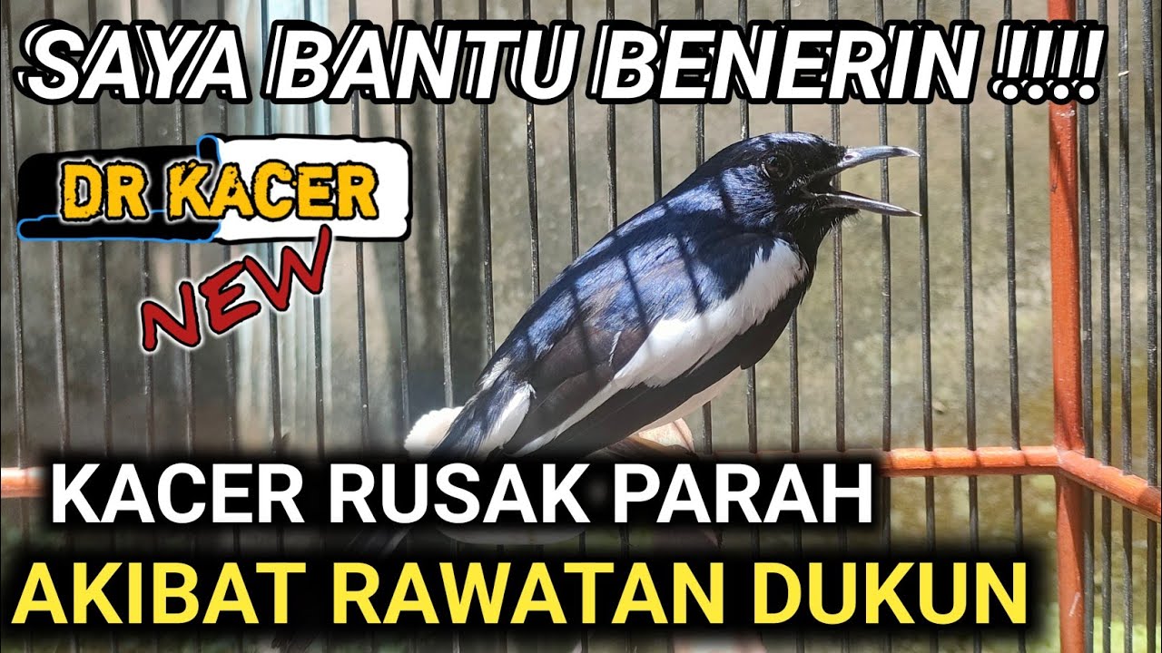 SAYA BANTU BENERIN KACER INI !! KACER KANIBAL AKIBAT RAWATAN KACER GAK KARUAN