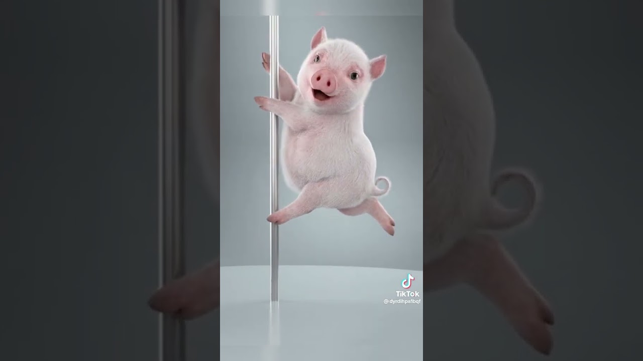 Cerdito bailando 🐷