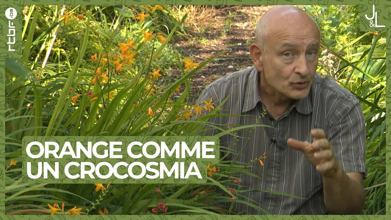 Orange comme un crocosmia crocosmiiflora | Les tutos Jardins et Loisirs de Francis #9