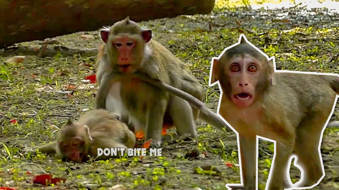 Funny monkey Toma teach  Tobias how to respect mom, Funny Annissa angry me