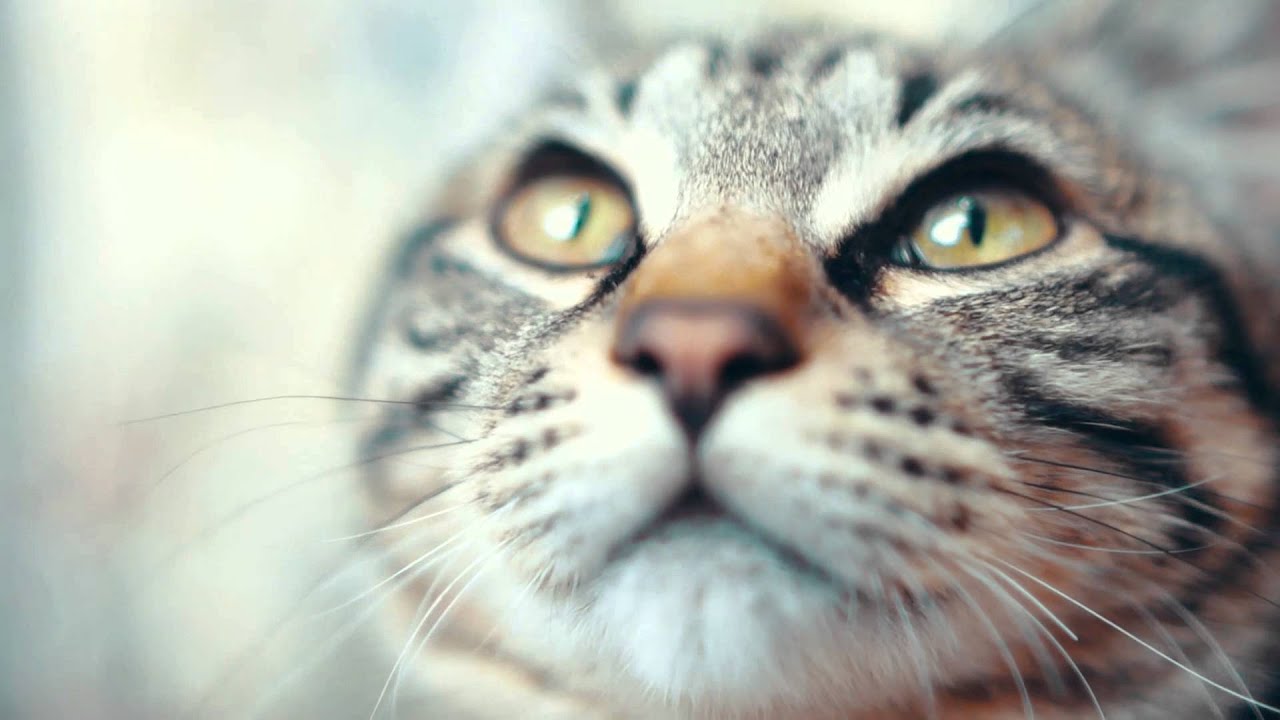 青猫のトルソ aoneko no torso