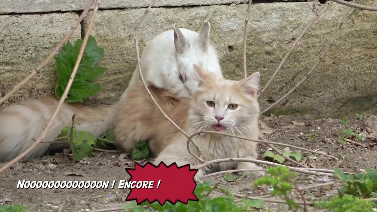 Le lapin pr&eacute;dateur (les chattes c&rsquo;est son kiffe !)